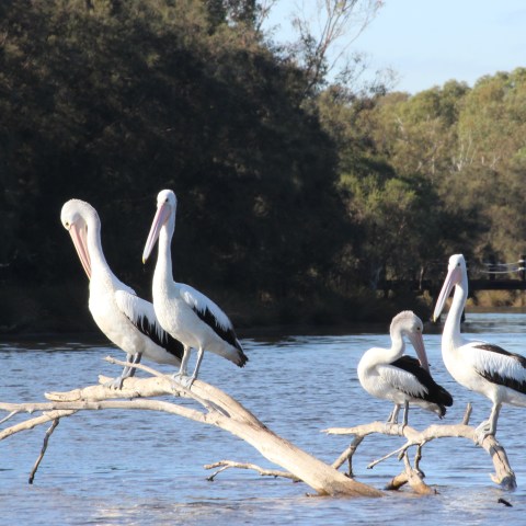 pelicans sun baking on a branch in the Swan River